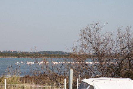 Un groupe de flamant rose