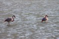 /album/stes-maries-de-la-mer-/img-8380-jpg/