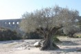 /album/pont-du-gard-/img-8458-jpg/