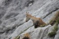 /album/galerie-de-photos-rando-a-la-tournette-jean-marc-flo-8-sept-2015/img-1688-jpg/