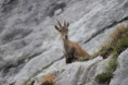 /album/galerie-de-photos-rando-a-la-tournette-jean-marc-flo-8-sept-2015/img-1690-jpg/